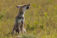 adult black_nose black_tail_tip day eyes_open facing_side full_body grass gray_fur lycalopex mouth_open orange_eyes pampas_fox red_fur screaming single sitting summer_coat sunny teeth wild // 800x533 // 94KB