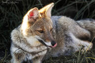 adult black_nose black_tail_tip color day eyes_open facing_side facing_towards full_body grass gray_fur image licking lycalopex mlem mouth_open on_side on_stomach orange_eyes pampas_fox photo red_fur single staring summer_coat sunny tongue wild // 3072x2048 // 1.6MB