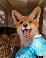 adult black_nose cute day Ellie eyes_open facing_towards happy image indoors mouth_open muzzle_mark on_stomach orange_eyes panting partial_body pet portrait red_fox red_fur single summer_coat teeth tongue vulpes white_fur zoo // 1080x1351 // 223KB