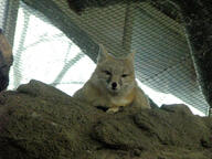 adult black_nose captivity color day eyes_open facing_towards gray_fur image indoors mouth_closed on_stomach orange_eyes partial_body photo single staring sunny swift_fox tan_fur vulpes white_fur winter_coat zoo // 2592x1944 // 2.2MB