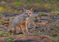 adult bengal_fox black_nose color day eyes_open facing_towards grass image mouth_closed outdoors photo single sitting summer_coat tan_fur vulpes wild // 2048x1463 // 373KB