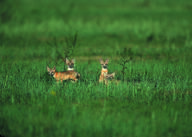 black_nose black_tail_tip color day eyes_open facing_side facing_towards far_away full_body grass gray_fur image mouth_closed multiple on_side orange_eyes photo sitting standing staring summer_coat sunny swift_fox tan_fur vulpes walking white_fur wild young // 2100x1500 // 5.4MB