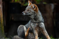 adult black_nose captivity cloudy color darwin's_fox day eyes_open facing_away full_body gray_fur image lycalopex mouth_closed orange_eyes photo scratching single sitting urban // 5120x3413 // 2.6MB