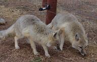 adult black_nose black_tail_tip captivity cloudy color day eyes_open facing_side facing_towards full_body gray_fur image mouth_closed multiple orange_eyes photo standing swift_fox tan_fur vulpes walking white_fur winter_coat zoo // 3085x1954 // 3.5MB