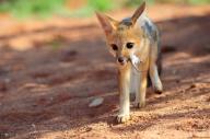 black_eyes black_nose cape_fox color day desert eyes_open facing_towards full_body gray_fur holding_something image mouse mouth_open photo prey single sunny tan_fur teeth vulpes walking wild // 2048x1360 // 600KB