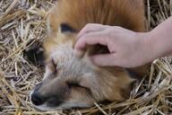 adult black_nose captivity close_up day eyes_closed facing_side facing_towards image large_muzzle_mark mouth_closed on_side on_stomach partial_body petting red_fox red_fur single vulpes white_fur winter_coat zoo // 4128x2752 // 2.5MB