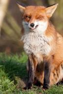 adult black_nose day eyes_open funny grass image photo red_fox red_fur single teeth vulpes wild // 427x640 // 64KB