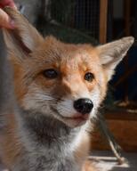 adult black_nose day eyes_open facing_towards image mouth_closed no_muzzle_mark orange_eyes partial_body pet petting portrait red_fox red_fur single sitting summer_coat Sunny_(name) vulpes white_fur white_tail_tip zoo // 1080x1350 // 155KB