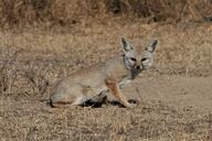 adult bengal_fox black_nose color day desert eyes_open facing_towards image mouth_closed outdoors photo single standing summer_coat tan_fur vulpes wild // 2048x1365 // 607KB