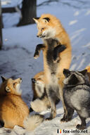 adult black_nose captivity day eyes_open facing_side full_body image large_muzzle_mark mouth_closed multiple orange_eyes outdoors red_fox red_fur snow standing_biped vulpes white_fur white_tail_tip winter_coat // 499x750 // 115KB