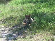 adult black_nose black_tail_tip day eyes_open facing_towards full_body grass gray_fur lycalopex mouth_closed on_side on_stomach orange_eyes pampas_fox red_fur single staring summer_coat sunny wild // 2048x1536 // 1.8MB