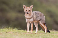 adult black_nose black_tail_tip color day eyes_open facing_towards full_body grass gray_fur image lycalopex mouth_closed orange_eyes pampas_fox photo red_fur single standing staring summer_coat sunny wild // 2000x1333 // 1.5MB