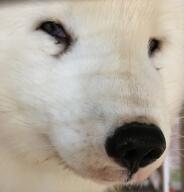 adult arctic_fox black_eyes black_nose captivity close_up color day eyes_open image mouth_closed partial_body photo portrait single vulpes white_fur // 1965x2048 // 284KB