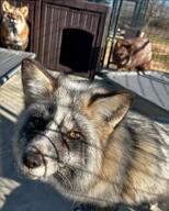 adult black_fur black_nose brown_fur captivity close_up day eyes_open facing_towards full_body image mouth_closed multiple orange_eyes red_fox red_fur standing sunny vulpes white_fur winter_coat zoo // 1080x1350 // 233KB