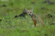 adult bengal_fox black_nose color day eyes_open facing_towards grass image mouth_closed outdoors photo single standing summer_coat tan_fur vulpes wild // 4957x3306 // 9.8MB