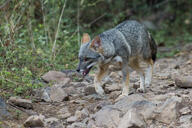 adult black_nose black_tail_tip color day eyes_open facing_side forest full_body gray_fur image lycalopex mouth_closed orange_eyes outdoors photo sechuran_fox single standing sunny white_fur wild // 1024x683 // 230KB