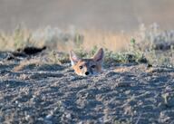 adult black_nose color eyes_open facing_towards grass gray_fur image mouth_closed on_stomach orange_eyes partial_body photo portrait single staring summer_coat sunny swift_fox tan_fur twilight vulpes white_fur wild // 3688x2638 // 48MB