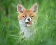 black_nose cloudy day eyes_open facing_towards grass image large_muzzle_mark licking mouth_open orange_eyes partial_body portrait red_fox red_fur single sitting teeth tongue vulpes white_fur wild young // 1200x960 // 128KB