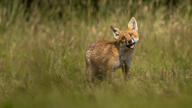 black_nose cute day eyes_open facing_towards full_body grass image large_muzzle_mark mouth_open orange_eyes outdoors red_fox red_fur single standing summer_coat vulpes white_fur white_tail_tip wild young // 1024x576 // 103KB