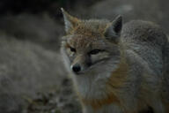 adult black_nose color eyes_open facing_towards gray_fur image mouth_closed orange_eyes partial_body photo portrait single standing staring swift_fox tan_fur twilight vulpes white_fur wild winter_coat // 3008x2000 // 2.9MB