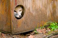 adult black_nose captivity cloudy color day eyes_open facing_towards funny gray_fur image indoors mouth_closed orange_eyes partial_body photo single staring summer_coat swift_fox tan_fur vulpes white_fur zoo // 6041x3923 // 3.4MB