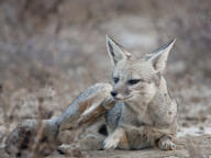 adult bengal_fox black_nose color day desert eyes_open facing_side image mouth_closed on_side outdoors photo single summer_coat tan_fur vulpes wild // 1280x960 // 432KB