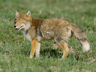 adult black_nose color day eyes_open facing_towards full_body grass image mouth_open photo shedding single standing still sunny tan_fur teeth tibetan_fox vulpes wet_fur white_tail_tip wild // 1000x750 // 588KB