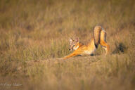 adult black_nose black_tail_tip color day eyes_open facing_side full_body grass image mouth_closed orange_eyes outdoors photo single stretching sunny swift_fox tan_fur vulpes white_fur wild // 5091x3394 // 2.5MB