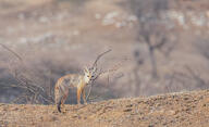 adult bengal_fox black_nose black_tail_tip color day desert eyes_open facing_towards image mouth_closed outdoors photo single standing summer_coat tan_fur vulpes wild // 2048x1247 // 649KB