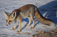 adult black_nose color day desert eyes_open facing_side facing_towards full_body image mouth_closed orange_eyes photo ruppell's_fox single standing staring summer_coat sunny tan_fur vulpes white_tail_tip wild // 3245x2129 // 1.0MB