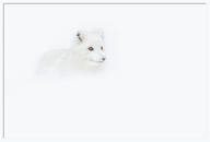 adult arctic_fox black_nose day eyes_open facing_side full_body image mouth_closed orange_eyes outdoors single snow standing vulpes white_fur white_tail_tip wild // 1600x1086 // 55KB