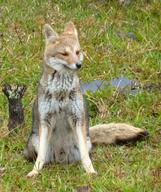 adult black_nose black_tail_tip day eyes_open facing_side facing_towards full_body grass gray_fur lycalopex mouth_closed orange_eyes pampas_fox red_fur single sitting staring summer_coat sunny wild // 1287x1539 // 818KB