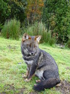 adult black_nose cloudy color darwin's_fox day eyes_open facing_towards full_body grass gray_fur image lycalopex mouth_closed orange_eyes photo single sitting wild // 1200x1600 // 635KB