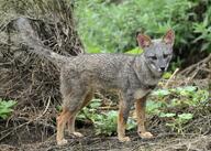 adult black_nose black_tail_tip color day eyes_open facing_towards forest full_body gray_fur image lycalopex mouth_closed orange_eyes outdoors photo sechuran_fox single standing white_fur wild // 3813x2726 // 2.4MB