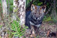 adult black_nose color darwin's_fox day eyes_open facing_towards forest gray_fur image lycalopex mouth_closed orange_eyes photo single standing // 1024x681 // 139KB