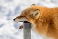 adult black_nose captivity color day eating eyes_closed facing_side image mouth_open no_muzzle_mark partial_body photo red_fox red_fur single snow standing sunny teeth tongue vulpes white_fur winter_coat zoo // 1280x853 // 144KB