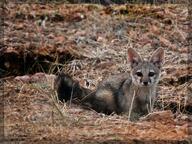 adult bengal_fox black_nose black_tail_tip color day desert eyes_open facing_towards image mouth_closed on_stomach outdoors photo single summer_coat tan_fur vulpes wild // 1464x1098 // 624KB