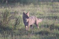 adult black_nose black_tail_tip color day eyes_open facing_side full_body grass gray_fur image lycalopex mouth_closed orange_eyes pampas_fox photo red_fur single standing staring summer_coat sunny wild // 5472x3648 // 3.3MB