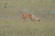 adult black_nose black_tail_tip cloudy color day eyes_open facing_towards full_body grass image mouth_closed orange_eyes photo single standing staring summer_coat swift_fox tan_fur vulpes white_fur wild // 1684x1112 // 455KB