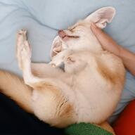 adult black_eyes color day eyes_closed facing_up fennec_fox focco full_body image indoors mouth_closed on_back pet photo pink_nose single sleeping tan_fur vulpes // 1024x1024 // 107KB