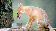 adult black_nose captivity color day eating eyes_open facing_side full_body gray_fur image licking mlem mouth_open orange_eyes photo single sitting summer_coat swift_fox tan_fur teeth tongue vulpes white_fur zoo // 4973x2836 // 1.9MB