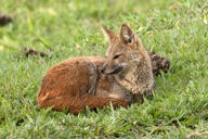 adult black_nose color day eyes_open facing_side full_body gray_fur hoary_fox image lycalopex mouth_closed on_stomach orange_eyes outdoors photo single tan_fur wild // 2048x1365 // 2.0MB