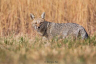 adult black_nose black_tail_tip color day eyes_open facing_towards full_body grass gray_fur image lycalopex mouth_closed orange_eyes pampas_fox photo red_fur single standing staring summer_coat sunny wild // 1500x1000 // 350KB