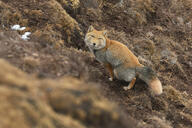 adult black_nose cloudy color day eyes_open facing_towards full_body gray_fur image mountains mouth_closed orange_eyes outdoors photo single squatting tan_fur tibetan_fox vulpes white_tail_tip wild // 3459x2306 // 7.4MB