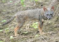 adult black_nose black_tail_tip color day eyes_open facing_towards full_body gray_fur image lycalopex mouth_closed orange_eyes outdoors photo sechuran_fox single standing sunny white_fur wild // 3921x2798 // 2.8MB