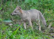 adult black_nose color day eyes_open facing_side full_body grass gray_fur hoary_fox image lycalopex mouth_closed orange_eyes outdoors photo single standing tan_fur wild // 1024x741 // 449KB