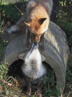 adult black_nose booping captivity day eyes_open facing_down facing_up image mouth_closed multiple orange_eyes outdoors red_fox red_fur standing vulpes white_fur white_tail_tip zoo // 960x1280 // 171KB