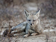 adult bengal_fox black_nose color day desert eyes_open facing_towards image mouth_closed on_side outdoors photo single summer_coat tan_fur vulpes wild // 1280x960 // 463KB