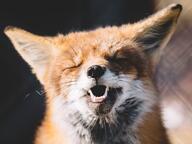 adult black_nose captivity color day eyes_closed facing_towards image mouth_open no_muzzle_mark orange_eyes panting partial_body photo portrait red_fox red_fur single summer_coat sunny teeth vulpes white_fur white_tail_tip zoo // 2574x1930 // 4.5MB