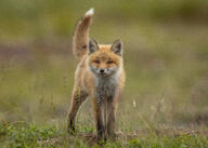 black_nose day eyes_open facing_towards full_body grass image mouth_closed orange_eyes outdoors red_fox red_fur single standing tail_raised vulpes white_fur white_tail_tip wild young // 5666x4047 // 7.6MB